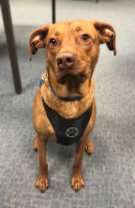 photo of a brown dog sitting and looking at the camera