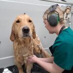 A wet dog being washed