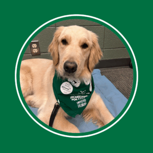 Golden retriver laying on a blue matt in a school hallway