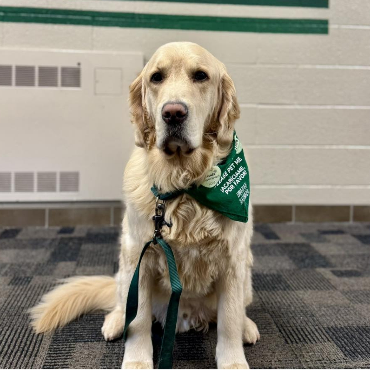 service dog