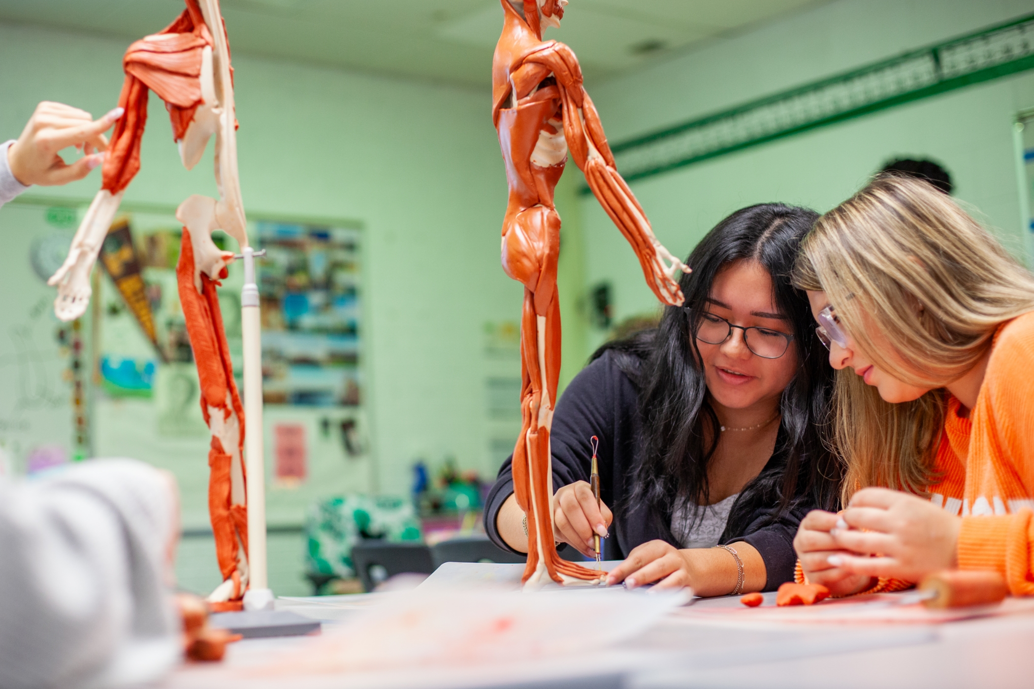 two females students studying anatomy