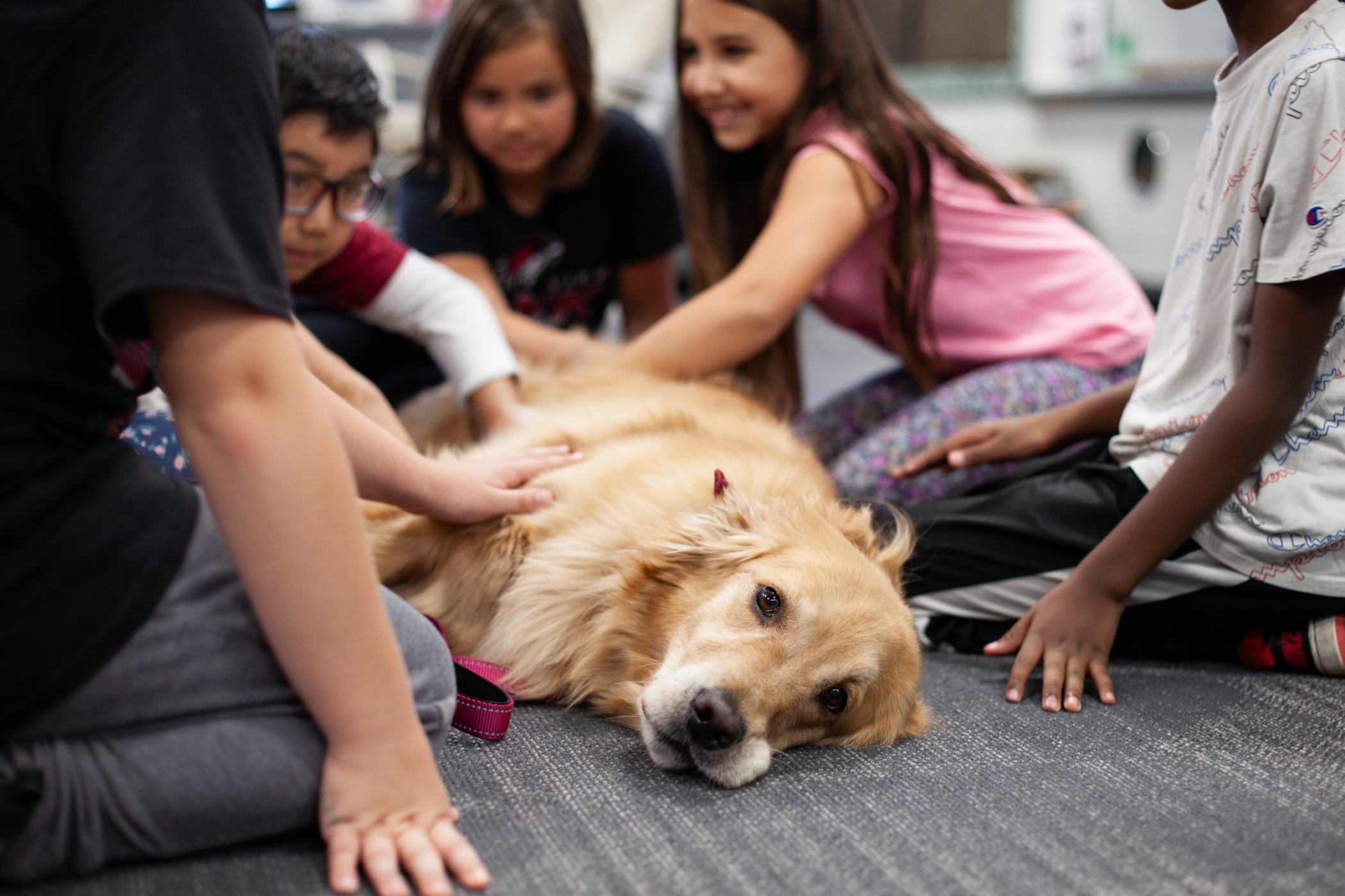 students petting a service dog