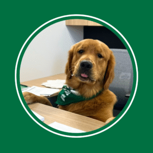 a medium sized dog with its paws on a desk