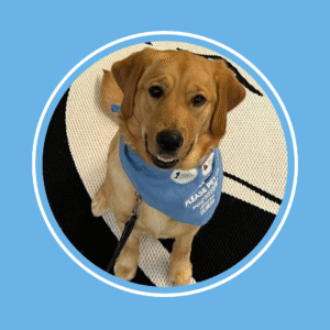 a medium sized dog looking upward