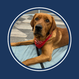 a dog laying on a mat