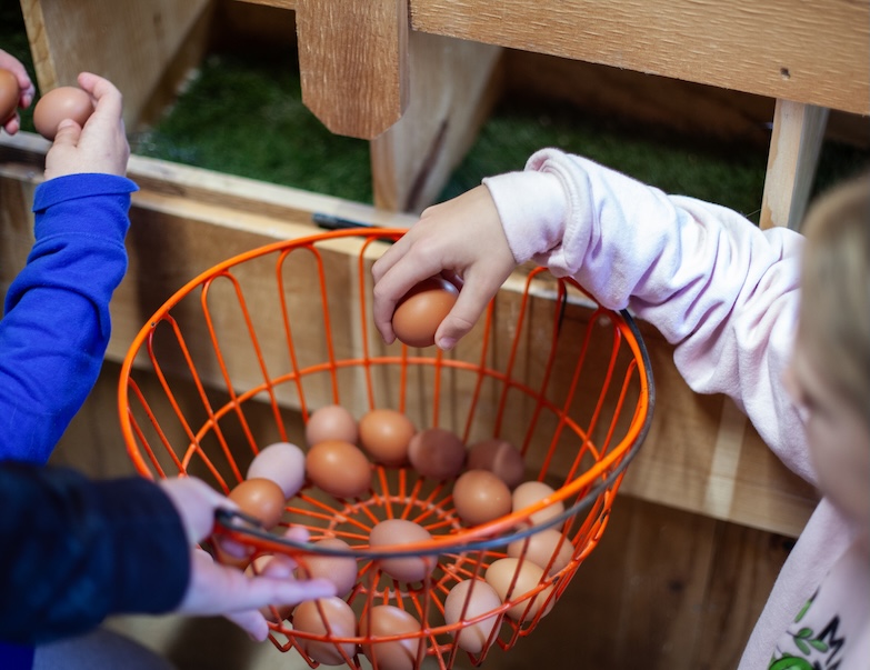 students looking in egg basket