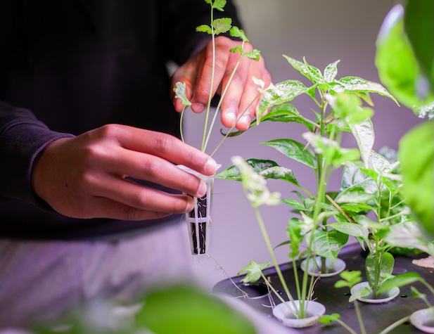 student working with plants