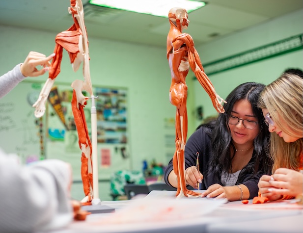 Students working on anatomy project